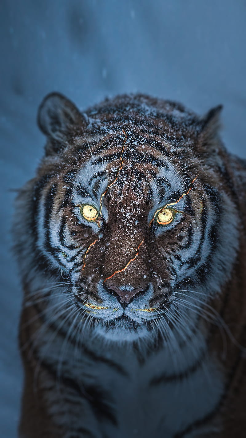 The Tiger 2, eyes, snow, tiger, HD phone wallpaper