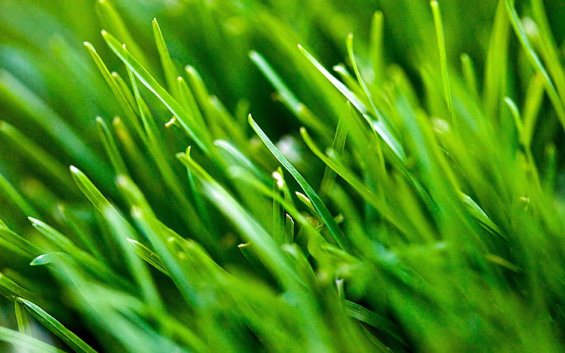 Emerald grass macro closeup, HD wallpaper
