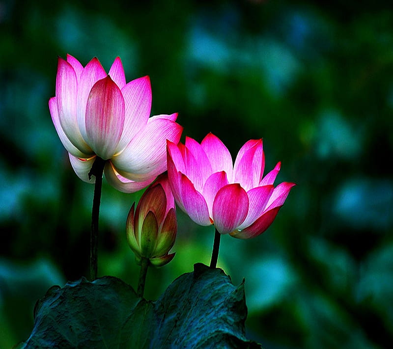 Beautiful Lotus, bonito, lotus, HD wallpaper | Peakpx