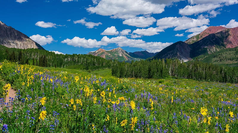 Wildflower season in Crested Butte, Colorado, blossoms, clouds, landscape, meadow, sky, mountains, usa, HD wallpaper