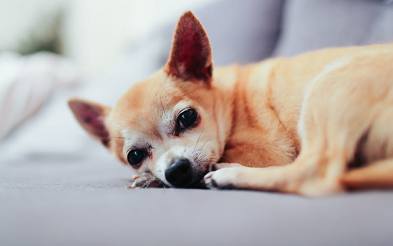 Chihuahua puppy, small brown dog, companion dog sofa, HD wallpaper