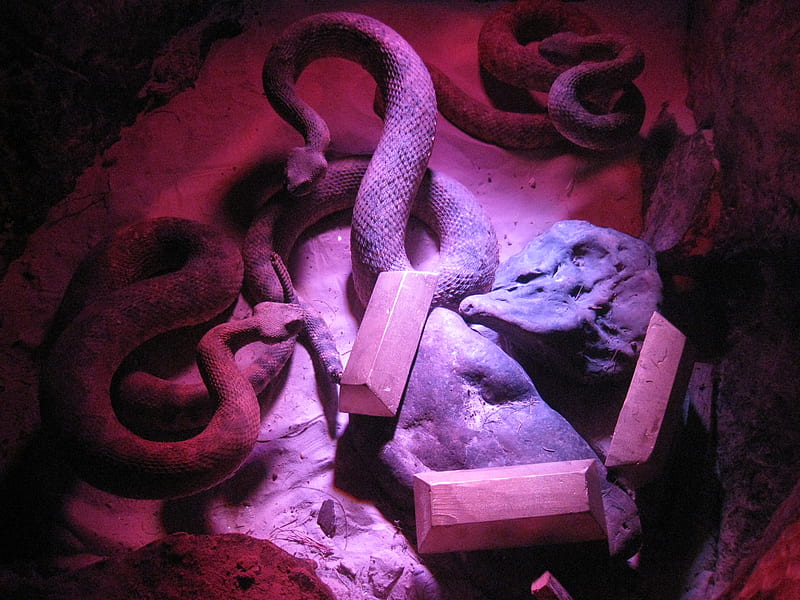 Snakes Guarding The Gold, tx, san antonio, buckhorn museum, texas, HD wallpaper