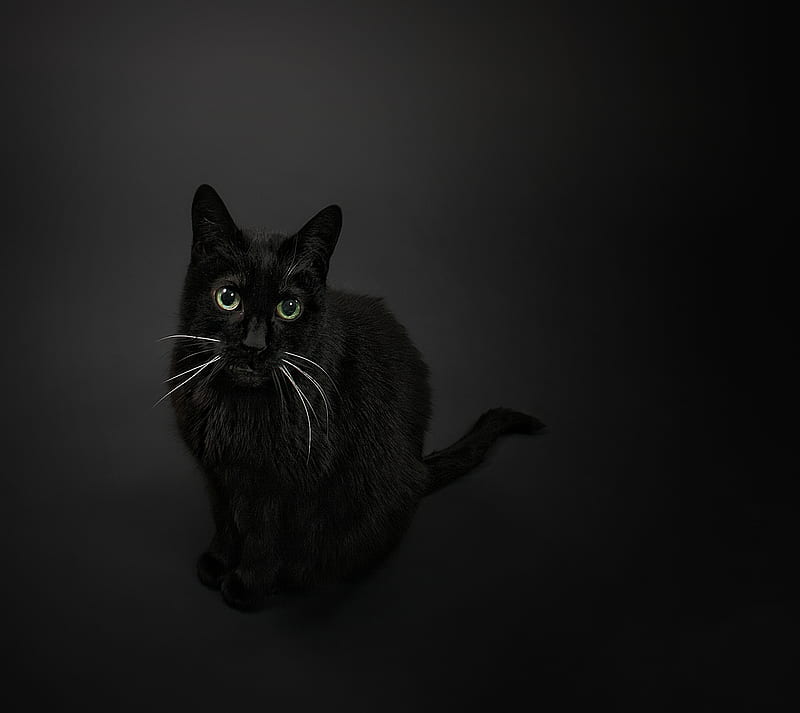 Cat, animal, black, katze, pet, schwarz, HD wallpaper | Peakpx