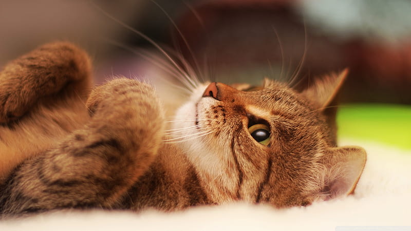 Cute Cat Lying on Back, Cute, Kitten, Adorable, Cat, HD wallpaper