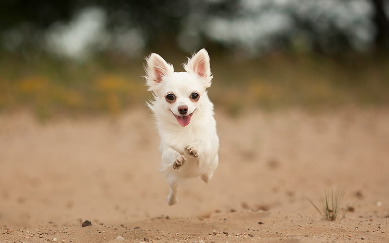 Chihuahua, running dog, dogs, white chihuahua, cute animals, pets, Chihuahua Dog, HD wallpaper