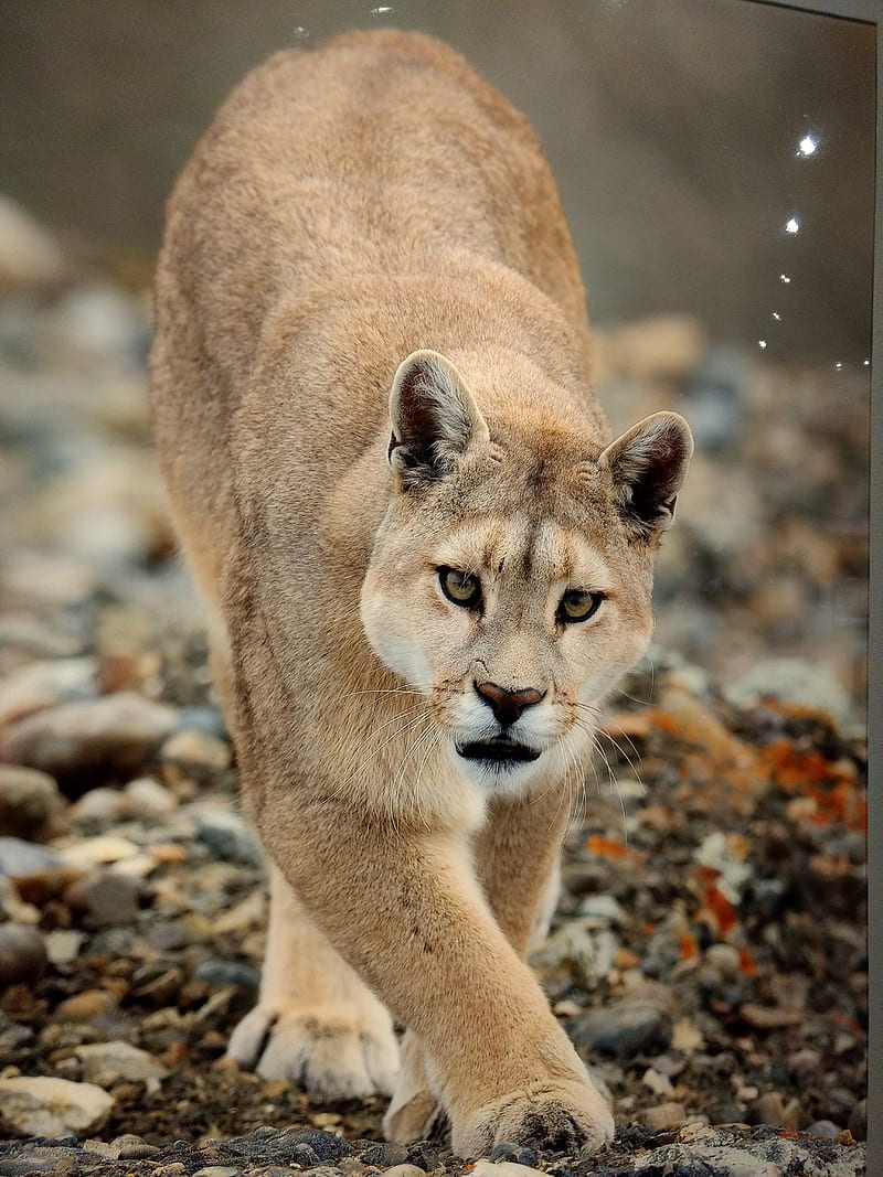 Premium Photo | A cougar walks in the snow. beautiful wallpaper. cool  shades.