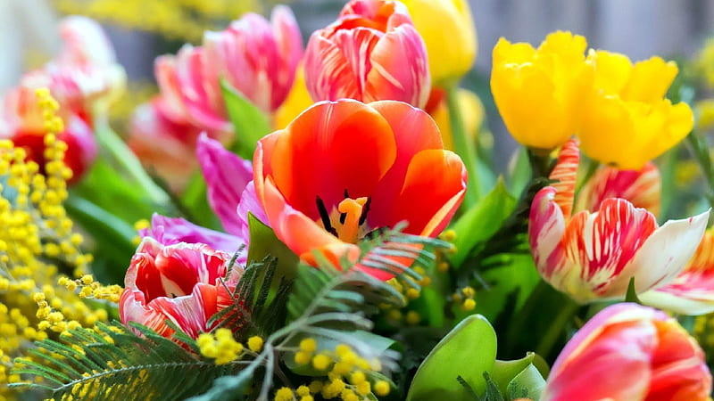 Colorful Flowers Spring Background Spring Background, HD wallpaper | Peakpx