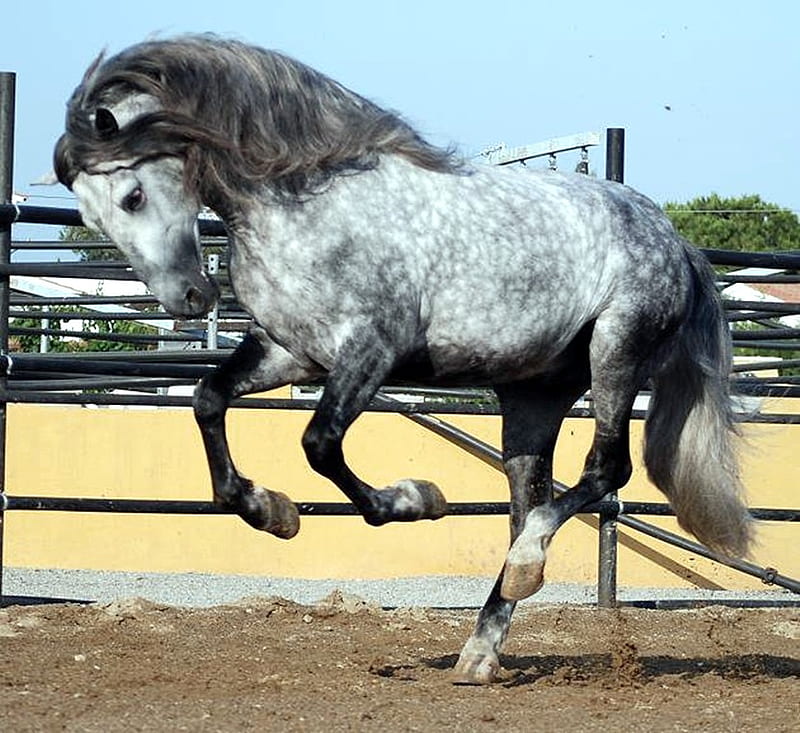 stubborn-grey-gris-andalusian-horses-spanish-hd-wallpaper-peakpx