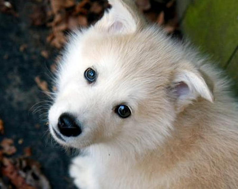 Hi !!, cute, animals, puppy, dog, HD wallpaper | Peakpx