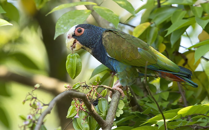 blue-green parrot, forest, beautiful bird, tropical bird, HD wallpaper