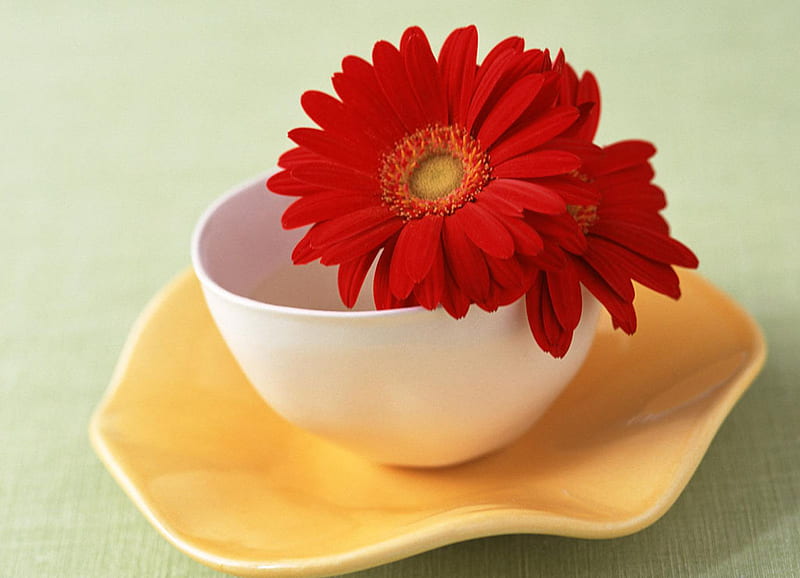 Red flower in a teacup, red, saucer, green, flower, yellow, white, daisy, teacup, HD wallpaper