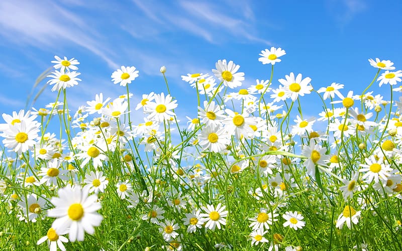 Flowers, Camomile, Flower, , Spring, Daisy, White Flower, HD wallpaper
