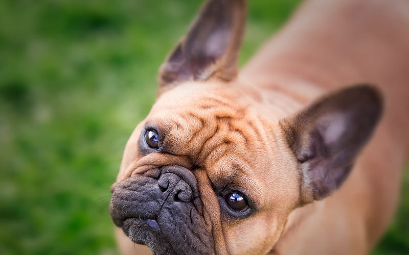 french bulldog, muzzle, blur, cute animals, dogs, HD wallpaper