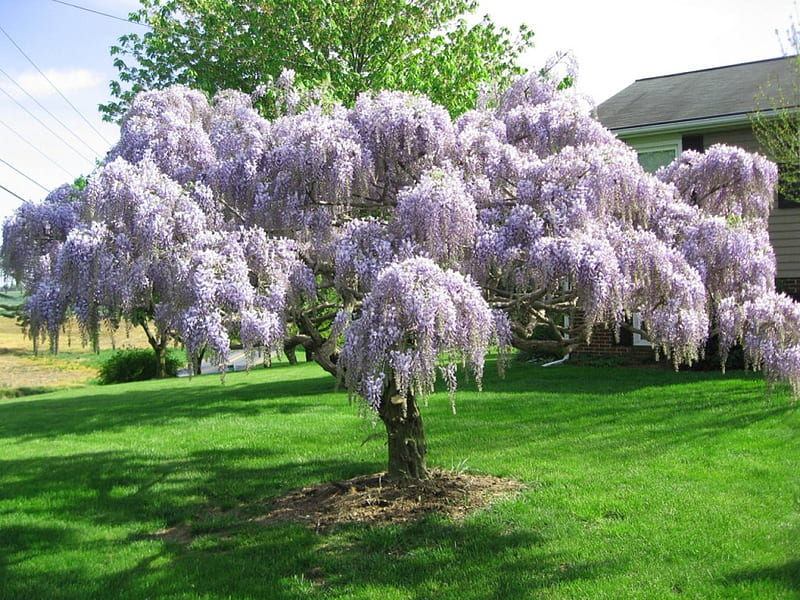purple wisteria tree in full bloom, flowers, full bloom, wisteria tree, purple, HD wallpaper