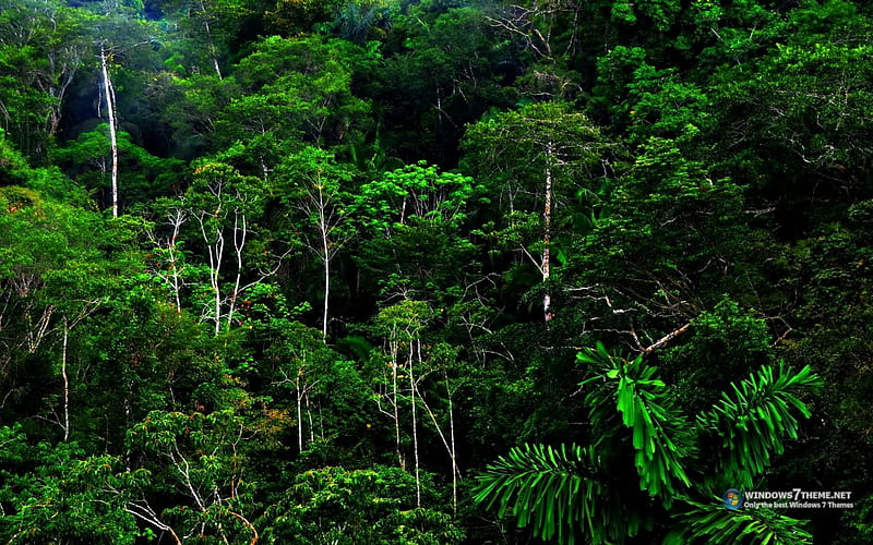 eterna verão floresta noite árvores, HD papel de parede