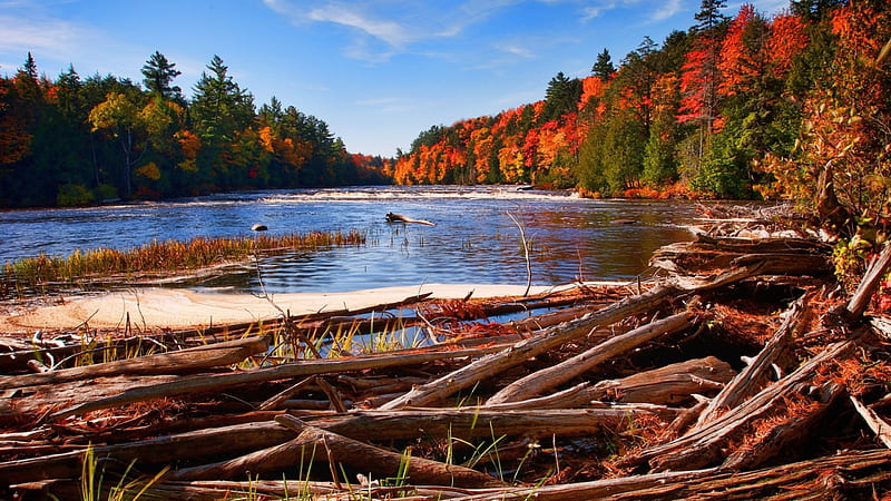 logs piled up on a river shore in autumn, forest, autumn, raoids, logs, river, HD wallpaper