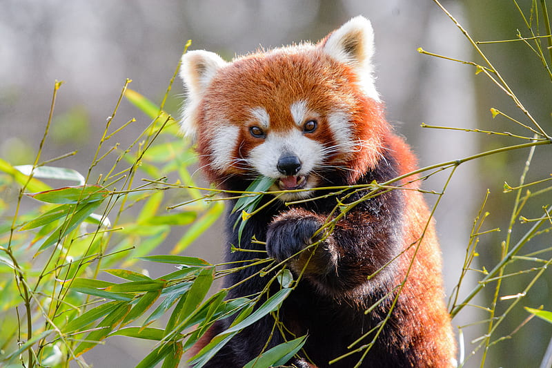 red panda, bamboo, animal, HD wallpaper