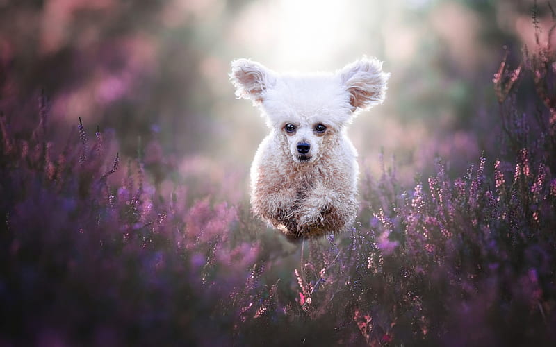 white poodle, curly white dog, pets, jump, running dog, cute dog animals, HD wallpaper
