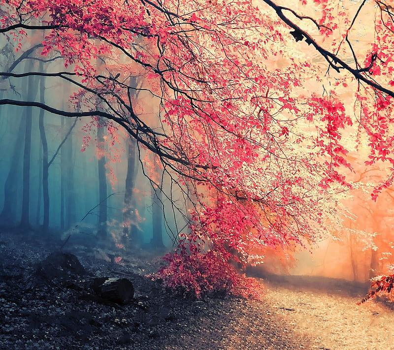 Autumn Forest, 2160x1920, HD wallpaper