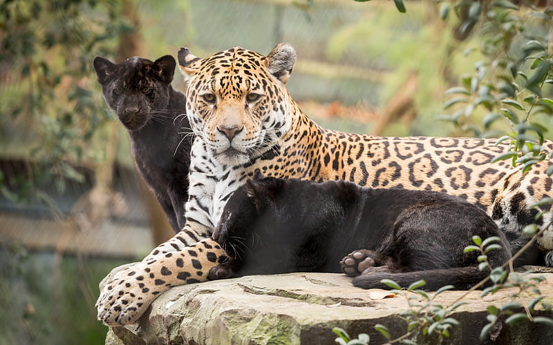 jaguars, wild cats, a small jaguar, wildlife, forest, HD wallpaper