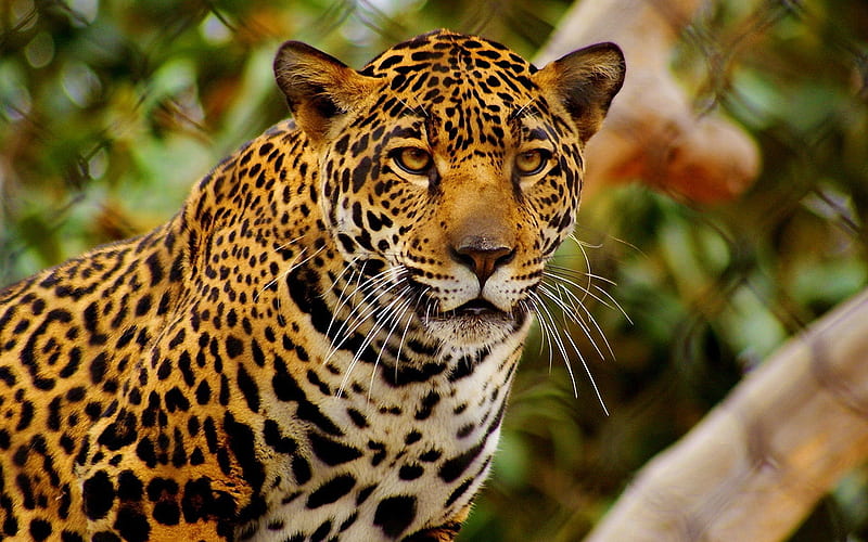 young jaguar-Animal, HD wallpaper