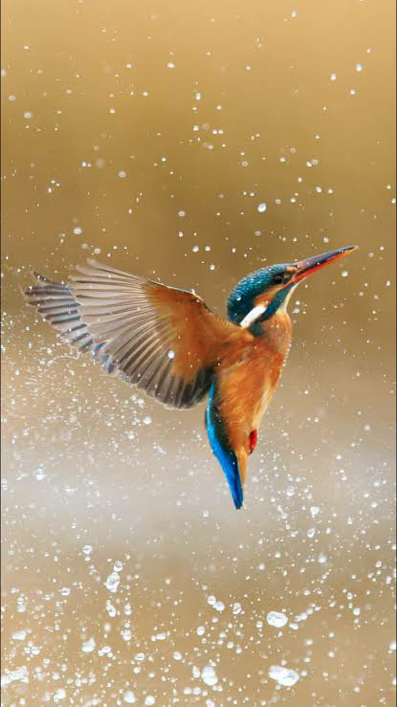 The kingfisher, bird, HD phone wallpaper