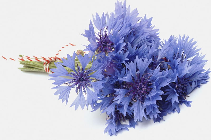flores azules *, ramo, flores, naturaleza, para ti, estrella, Fondo de  pantalla HD | Peakpx