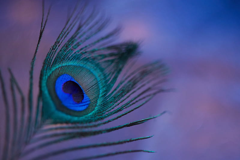 Peacock feather, feather, colorful, macro, HD wallpaper | Peakpx