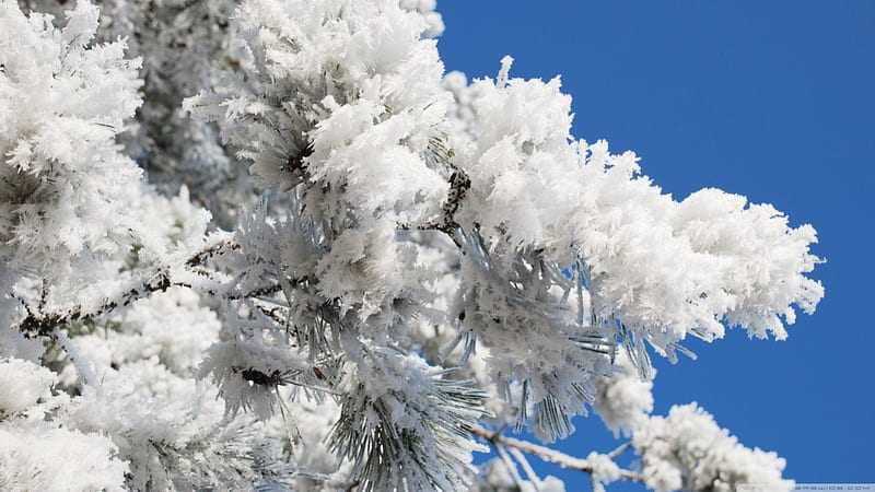 Frosted tree branch, forest, frosted abstract, sky, winter, cold, tree, graphy, snow macro, ice, nature, frozen, frost, HD wallpaper