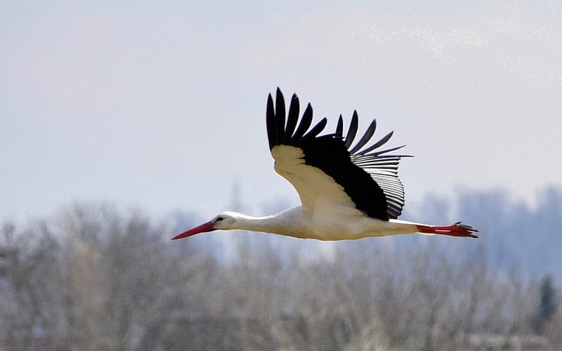 Stork in Flight, stork, fly, bird, animal, HD wallpaper
