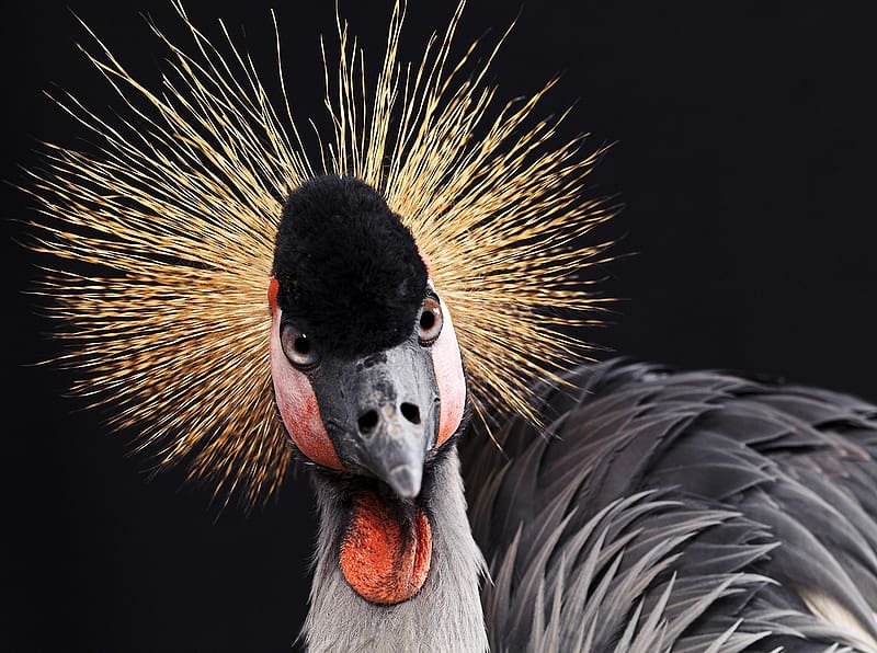 Birds, Animal, Grey Crowned Crane, HD wallpaper