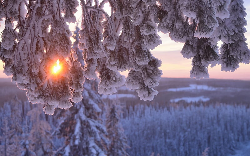 winter, snow, twigs, sunset, sun, winter landscape, HD wallpaper