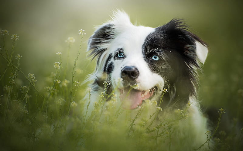 Australian Shepherd Dog, Aussie, white dog with black spot, dog in the grass, blue eyes, cute animals, dogs, HD wallpaper