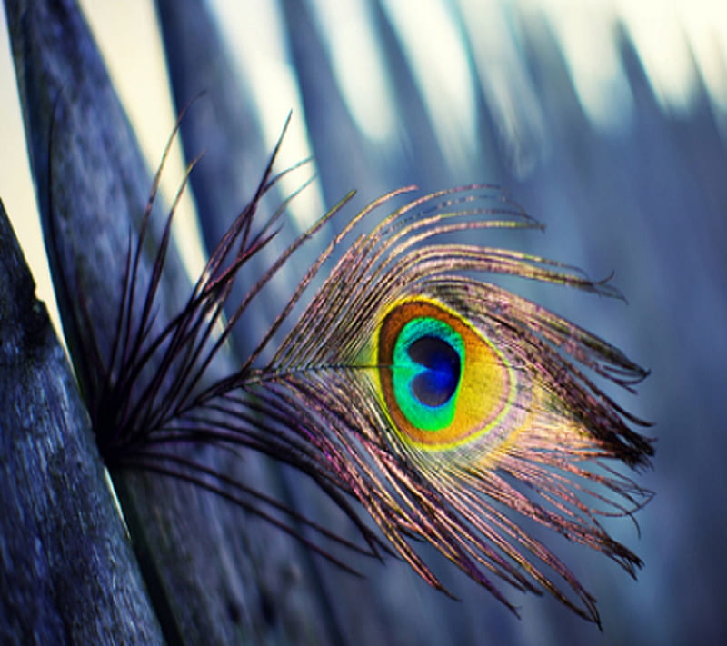 Peacock Feather, bonito, HD wallpaper | Peakpx