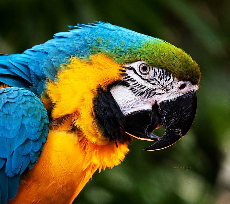 Colorful Parrot, animal, HD wallpaper | Peakpx