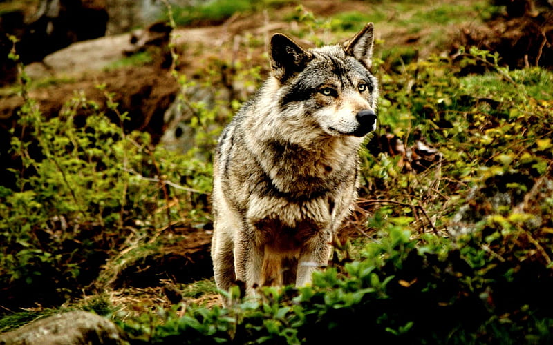 AWARENESS!, predator, look, wolf, field, HD wallpaper | Peakpx