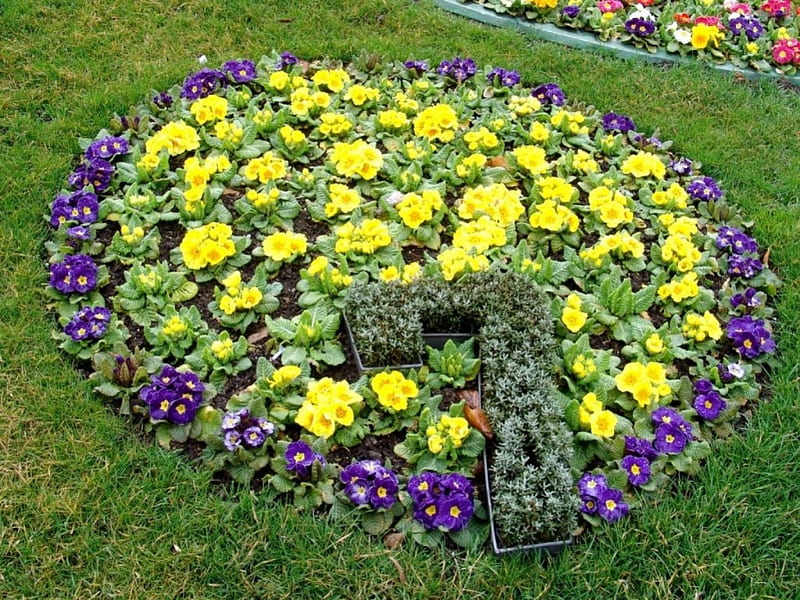 Round Flowerbed, Primroses, blossoms, yellow, park, petals, blue, HD wallpaper