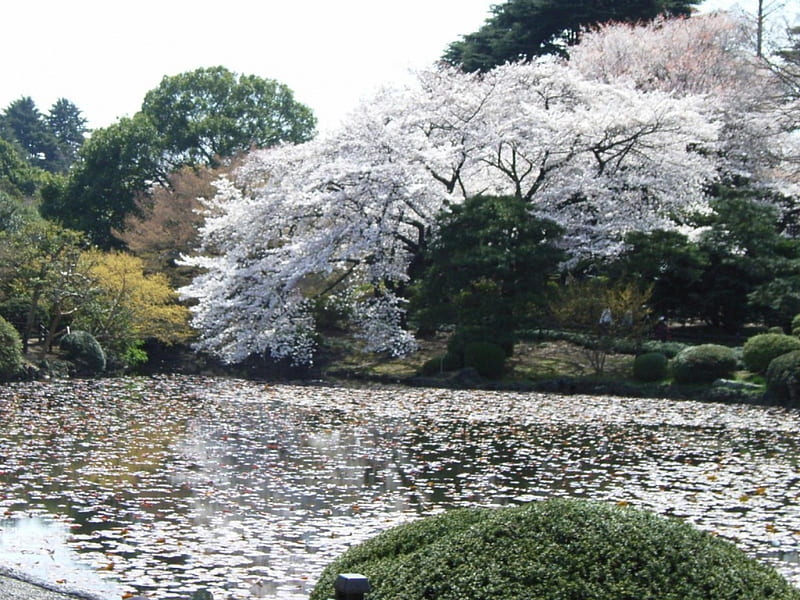 Sakura Lake, sakura, festival, hanami, japanese, lake, cherry blossom, tree, japan, nature, HD wallpaper