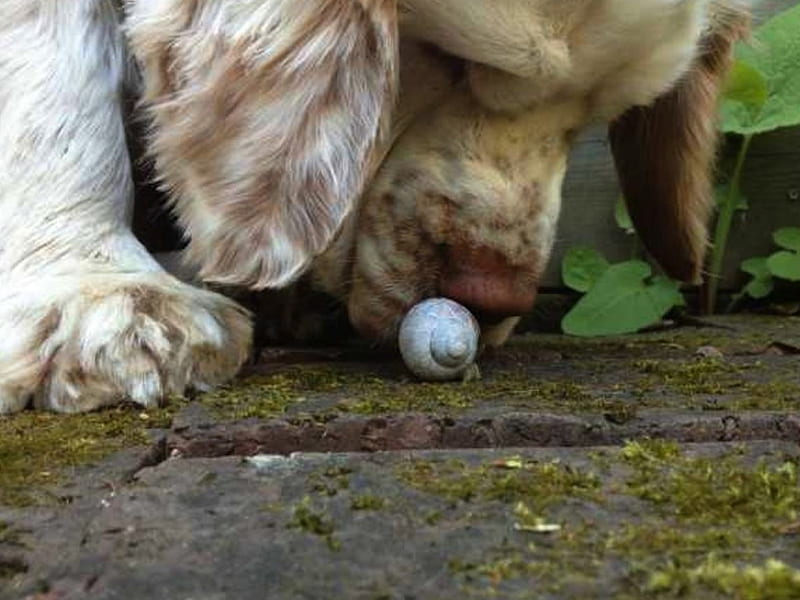 Sniff! Smells Like Snail!, sniff, cute, snail, smell, funny, dog, HD wallpaper