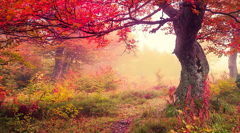 Fall Ultra, Seasons, Autumn, Fall, HD wallpaper