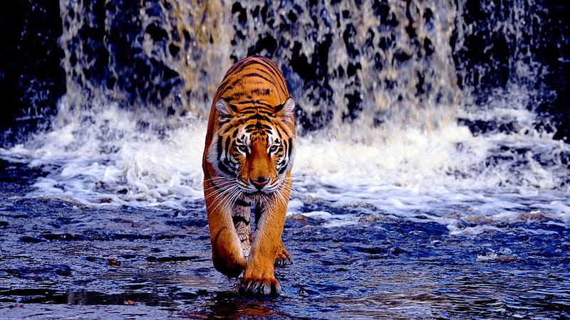 COOL ROYAL WALK, mammal, tiger, animal, feline, water, waterfall, copy space, bengal tiger, majestic, HD wallpaper