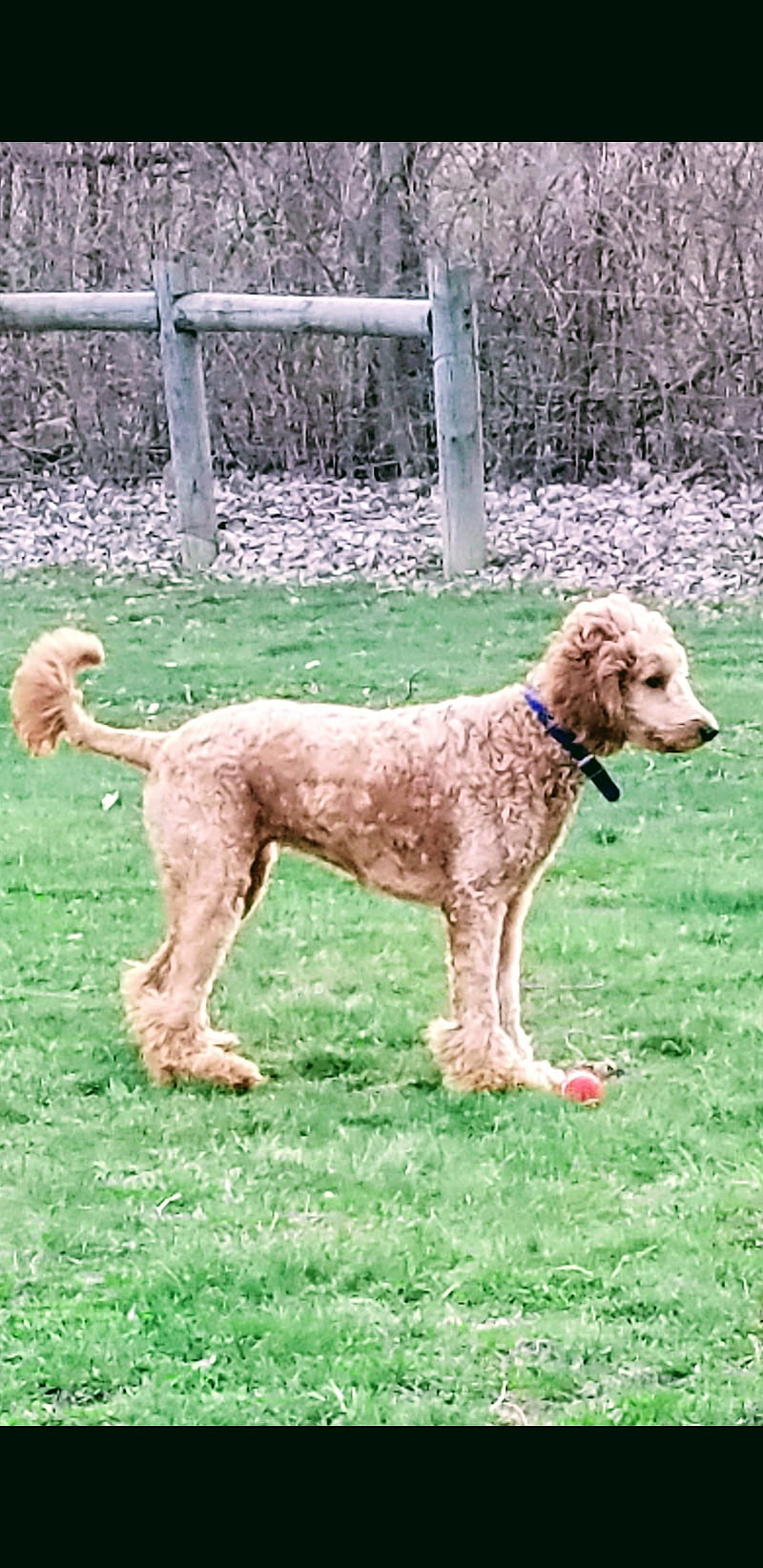 Goldendoodle Diva, Adorable, Cute, Dog, Dogs, Goldendoodle, Nature, Hd