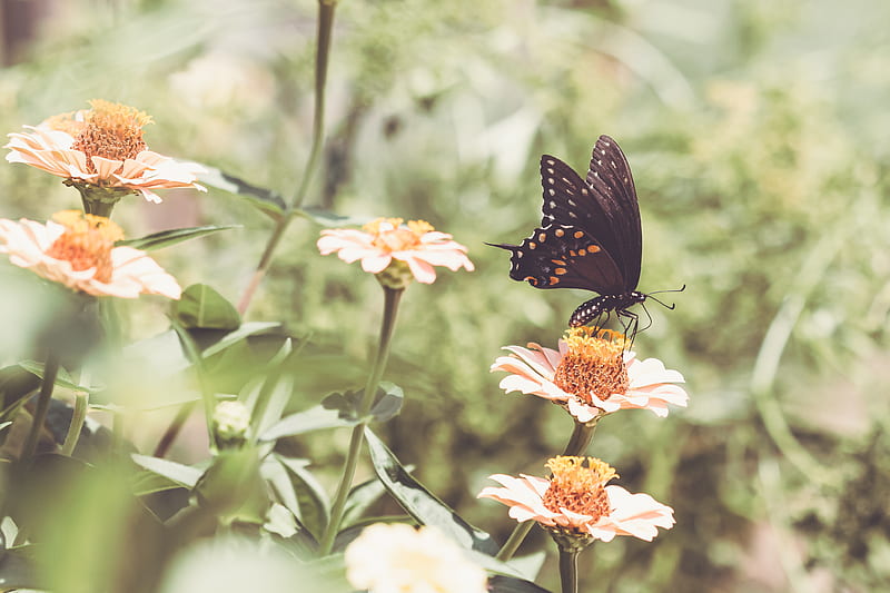 papilio polyxenes, butterfly, flowers, macro, HD wallpaper
