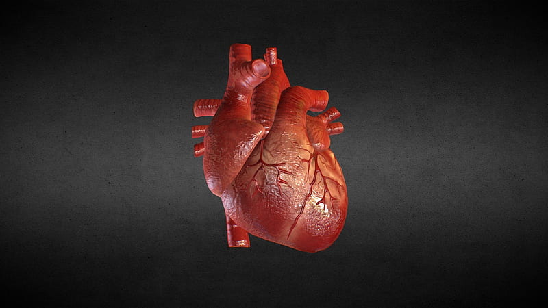 Animation] Human Heart - Buy Royalty 3D model by Michel Paschalis [775d662], HD wallpaper