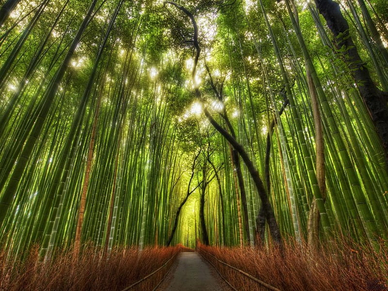 one way, forest, nature, way, trees, bamboos, HD wallpaper