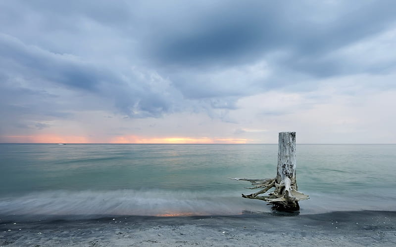 a cut petrified tree on the beach, beach, horizon, petrified, trees, clouds, sea, HD wallpaper