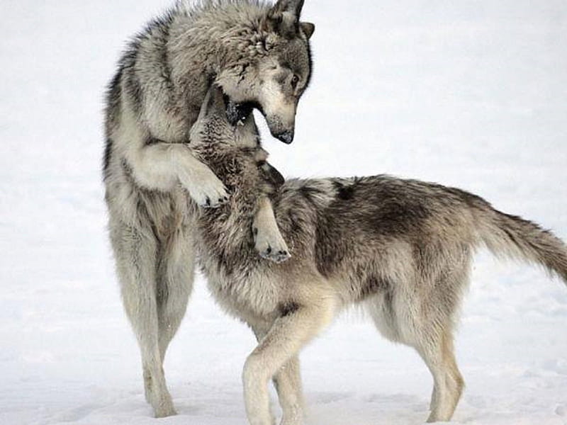 PLAYTIME, snow, nature, Wolf, animals, Wolves, winter, HD wallpaper