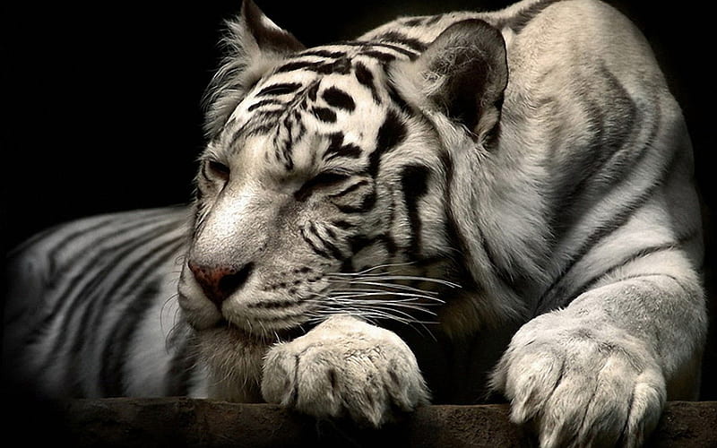tiger siberian, siberian, sleep, tiger, white, cat, HD wallpaper
