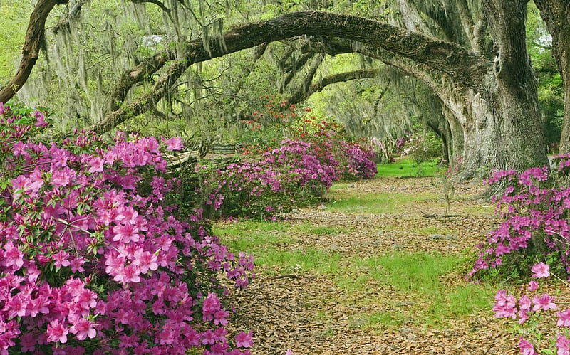 azaleas and live oaks magnolia plantation, garden, flowers, nature, HD wallpaper