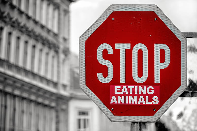 selective color of Stop eating animals signage, HD wallpaper
